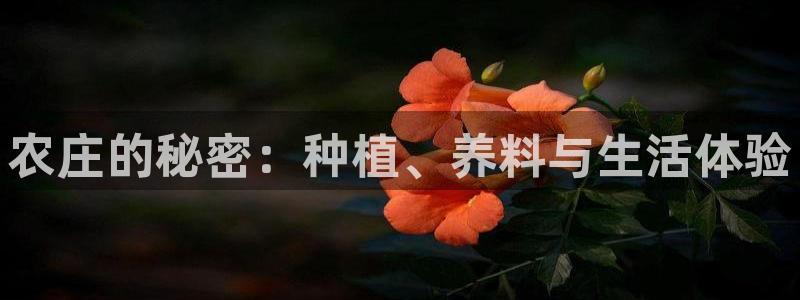 2022年金科年会