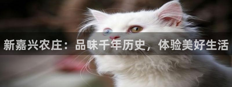 金立年会