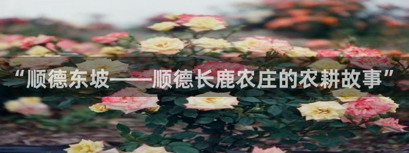 金年会体育官网在线