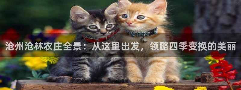 今金年会