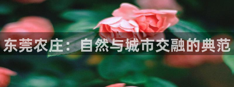 金年会金年华