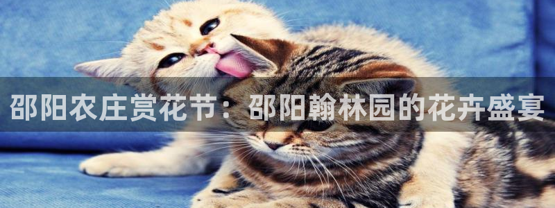年会金