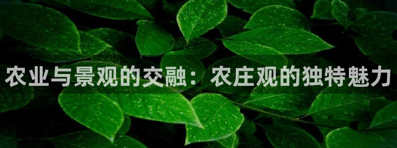 宝金年会