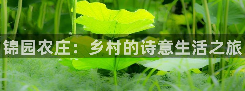 金年会活动策划