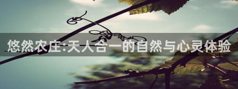 金顶年会
